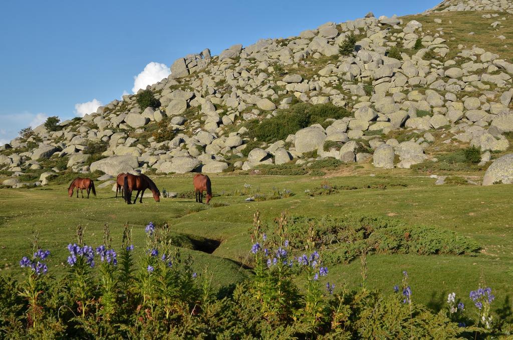 Gite Du Chalet Pietri Olivese Dış mekan fotoğraf